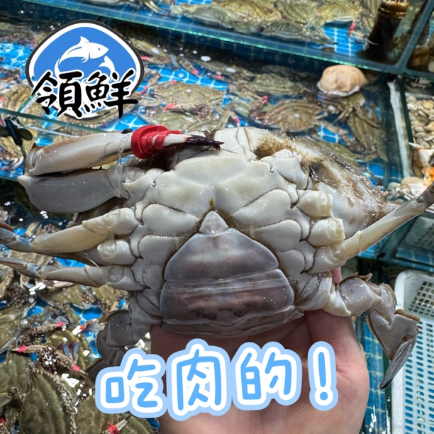 【鲜活】丹东掉腿吃肉梭子蟹500g 单只2.5-4两/只 一斤3-4只