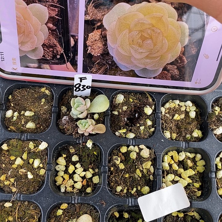 柔情830尾货2颗多肉