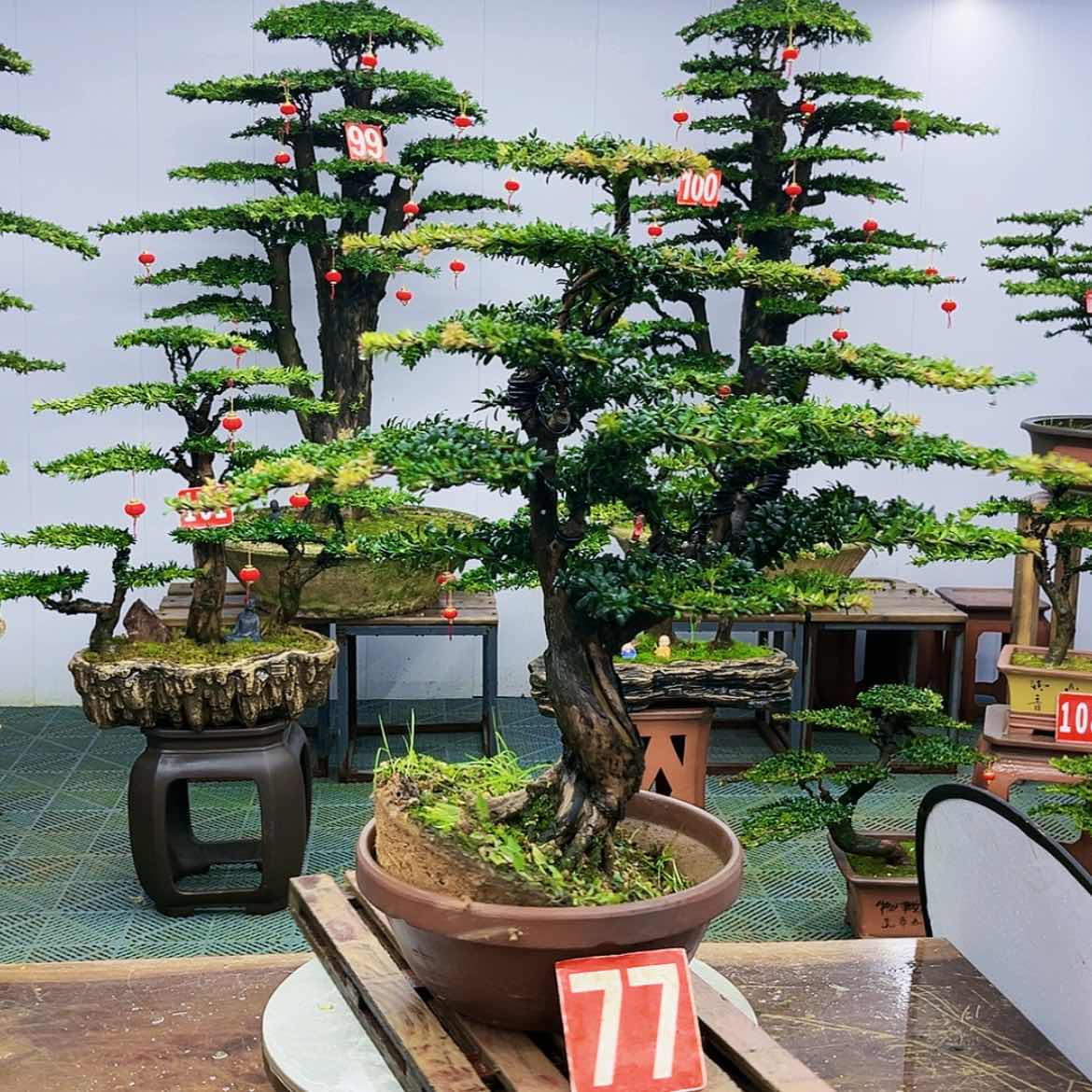 【闪购商品】罗汉松盆景艺术的发展