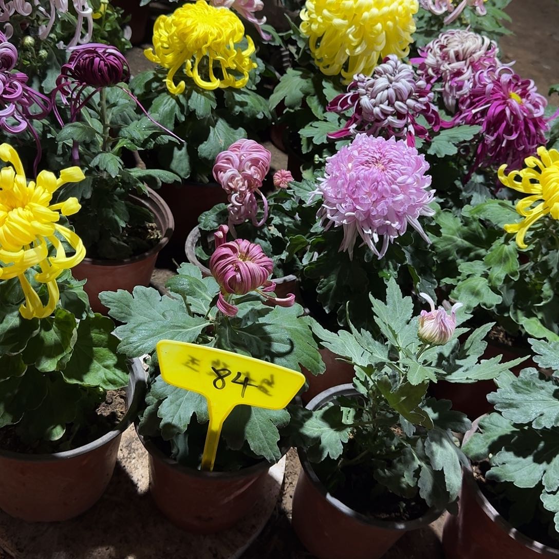 大部分花苞少量开放84