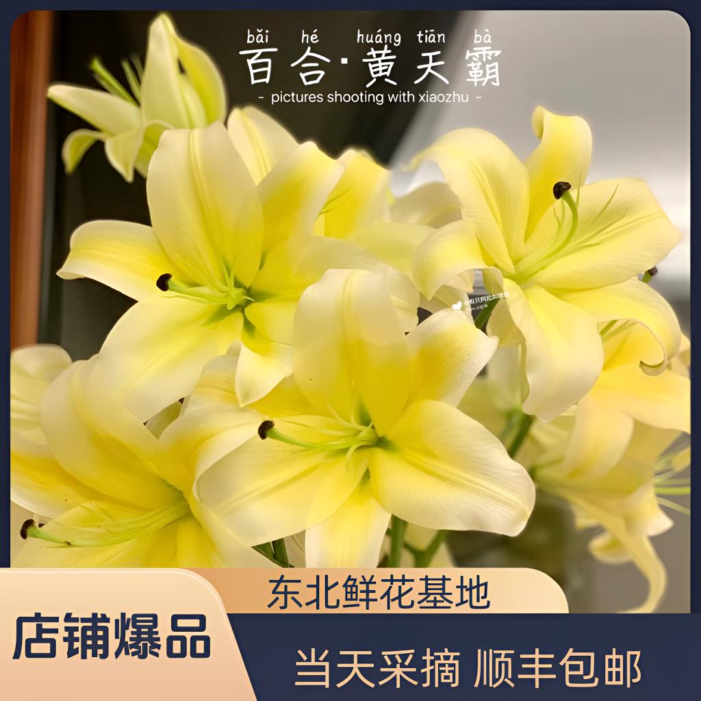 【黄天霸】香水百合东北基地直发优质养护办公室香水百合