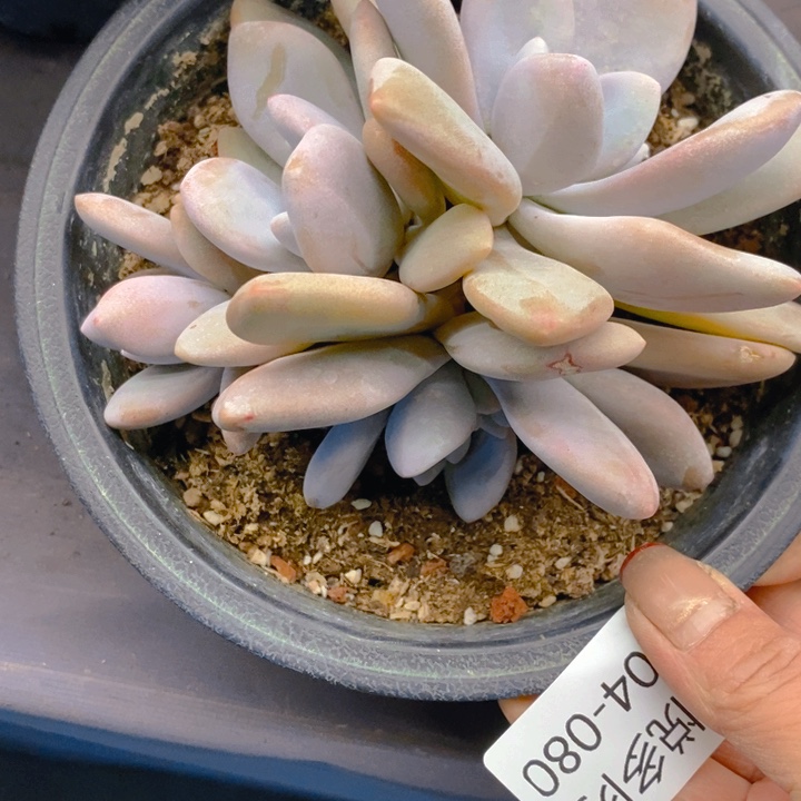 吐****?夏悦多肉 0304-80粉兔