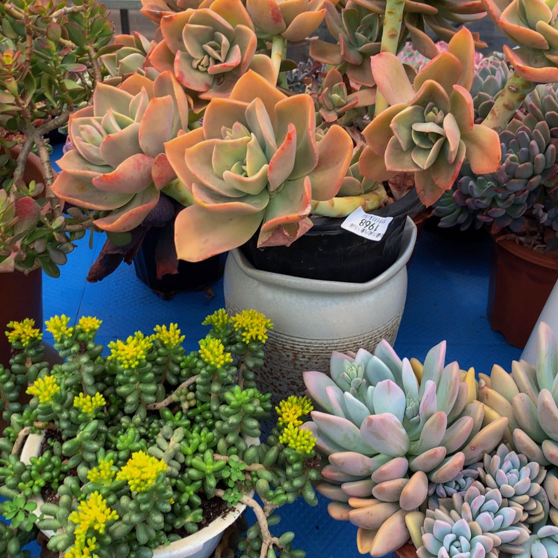 冯**过1968鹤氏多肉