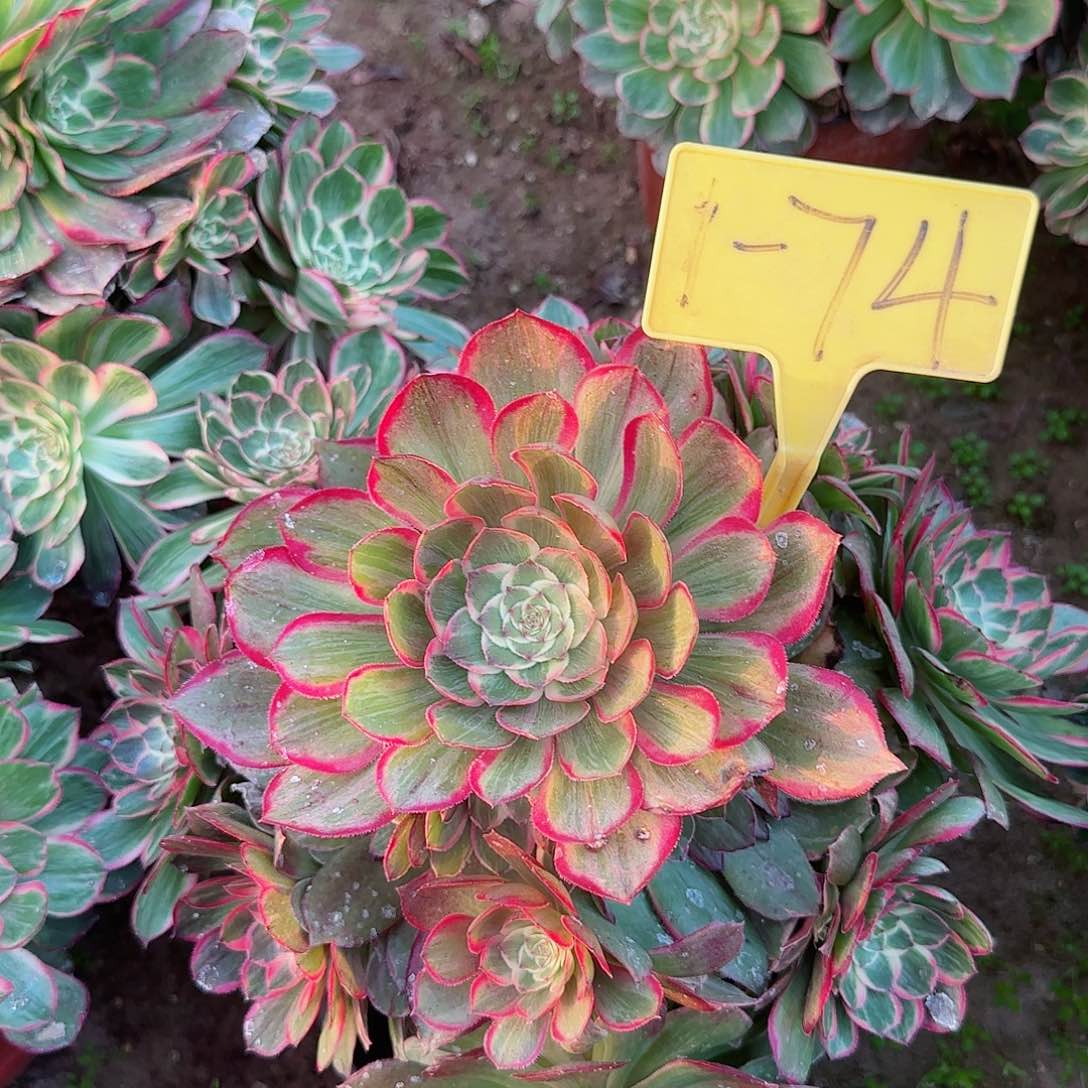 B****n1-74---多头多肉植物