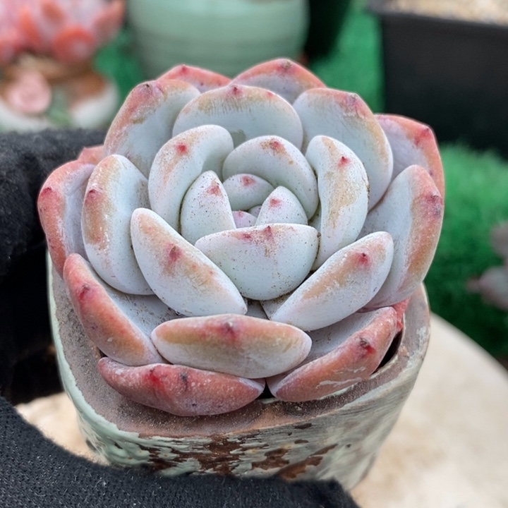 雪莲与梦露杂单头带盆土