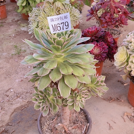679绿玫瑰多肉植物