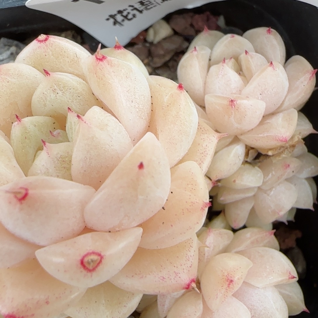 花语逸镜0208-178散