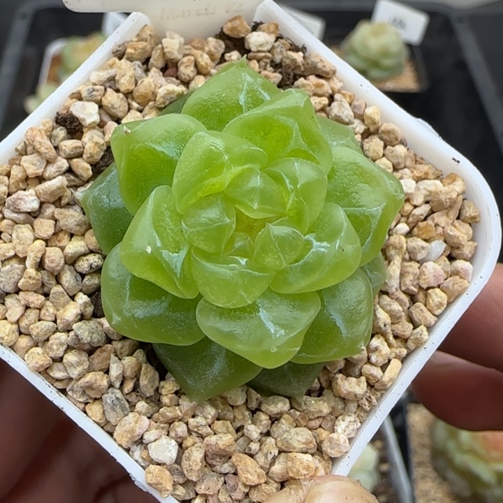 454号泼天富贵晗雨多肉