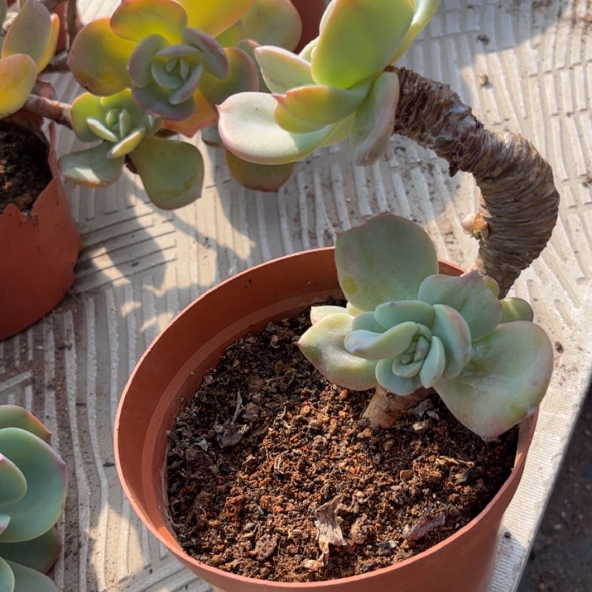 【闪购商品】无花朵财*
