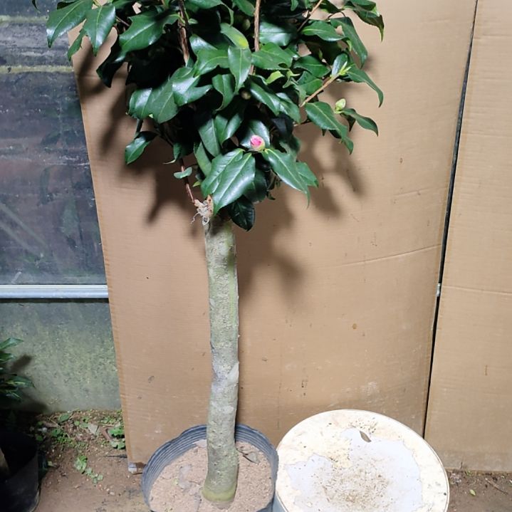 645康乃卢馨，原盆原土发货，不包邮