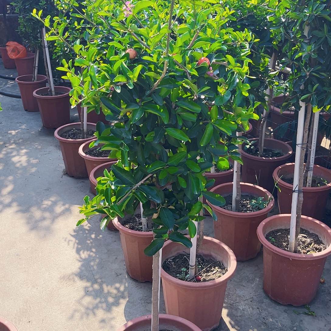 猛***虎无花朵2579986326899984