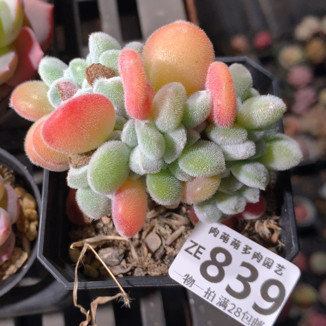 5CM拇指盆精控多肉ZE839