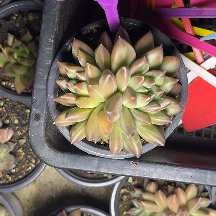 多肉植物小叶幻影821