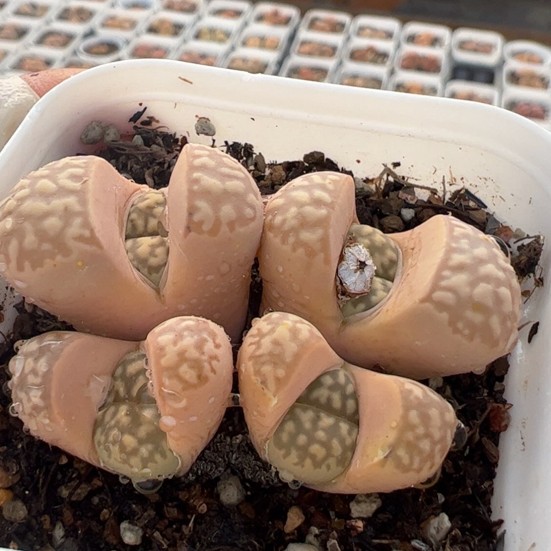 粉茧多肉植物百科