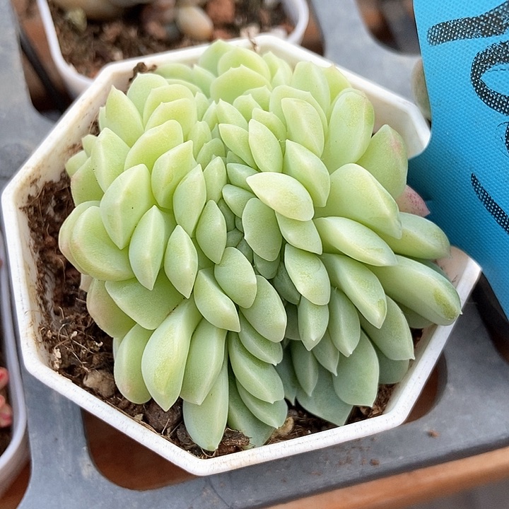 多肉植物奶油美人缀化1003