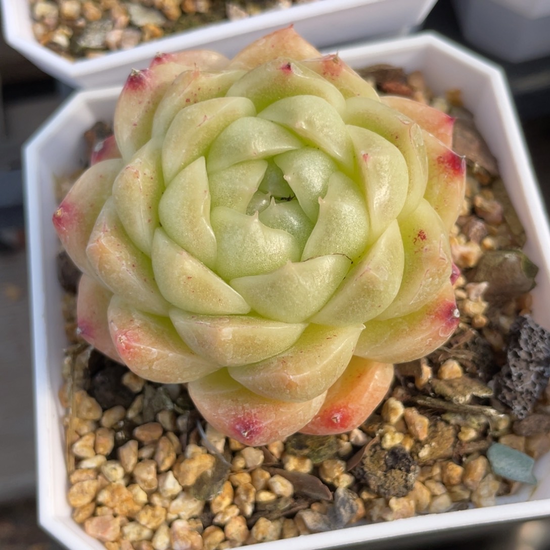 S优选麦杆多肉福利2051