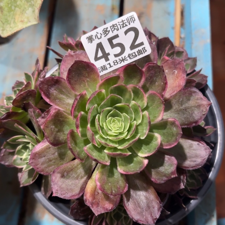 452万彩灯掌心多肉法师锦不包侧枝断枝