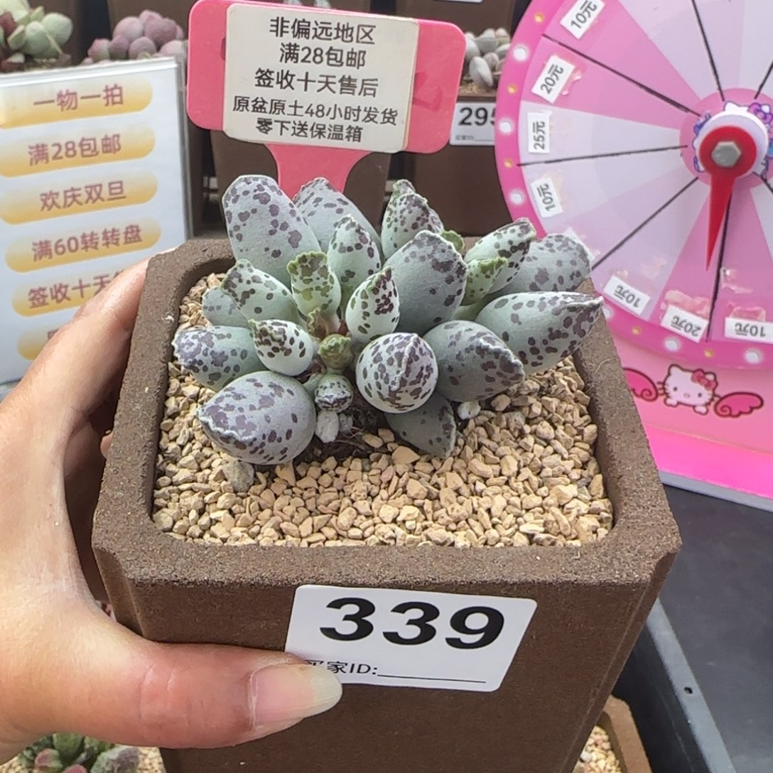 339白肌海豹多肉植物