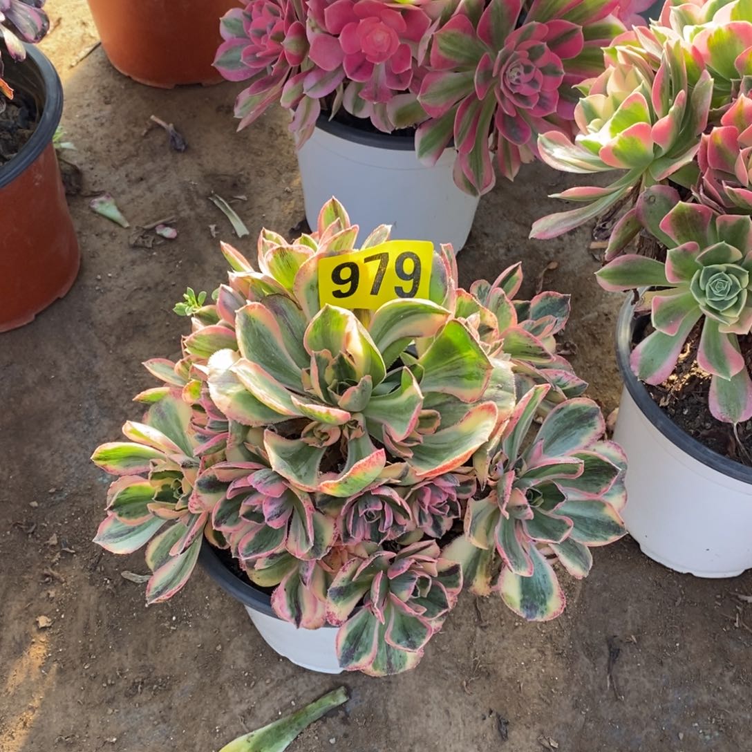 青花瓷多肉法师979