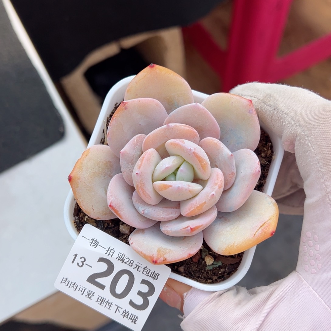 奶茶多肉多肉多肉多肉