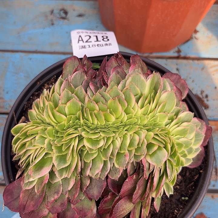 218海王缀多肉植物