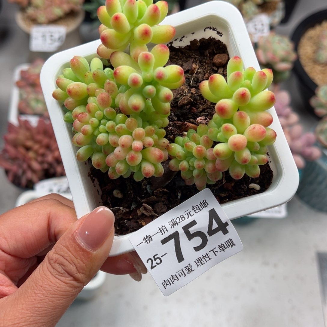 果冻乙女心老桩不包整