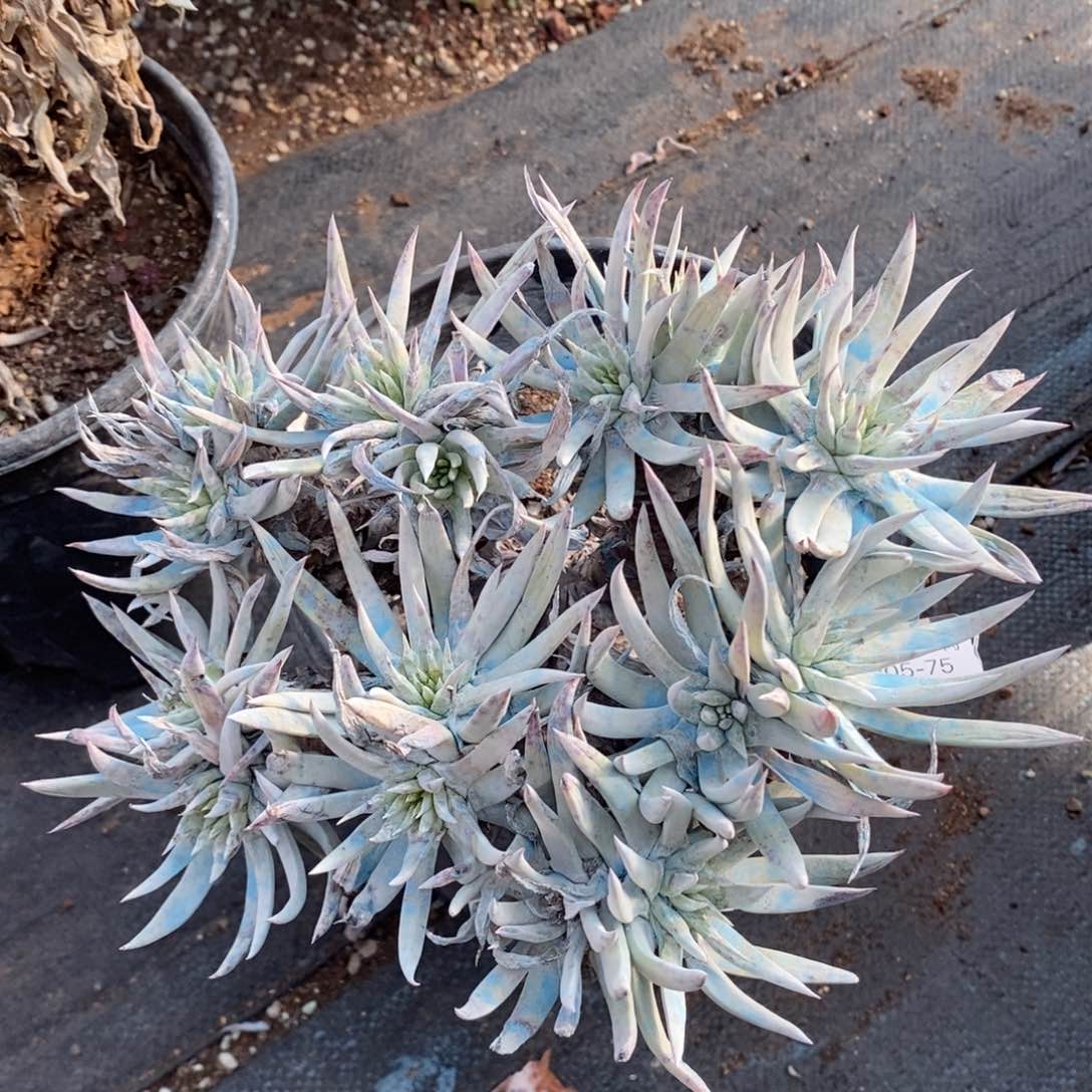 75号奴婢吉娜粗腿子