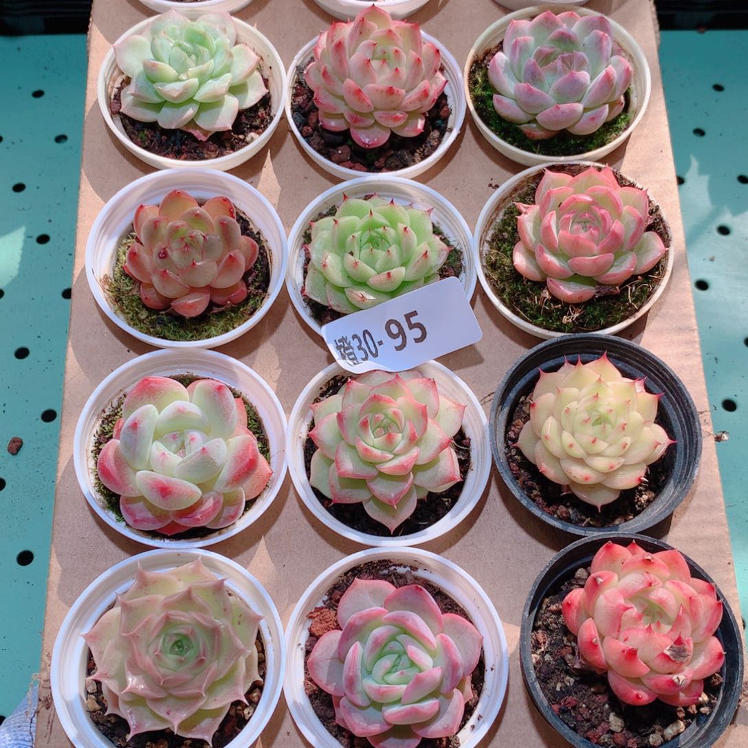 30-95一物一拍多肉带盆18颗