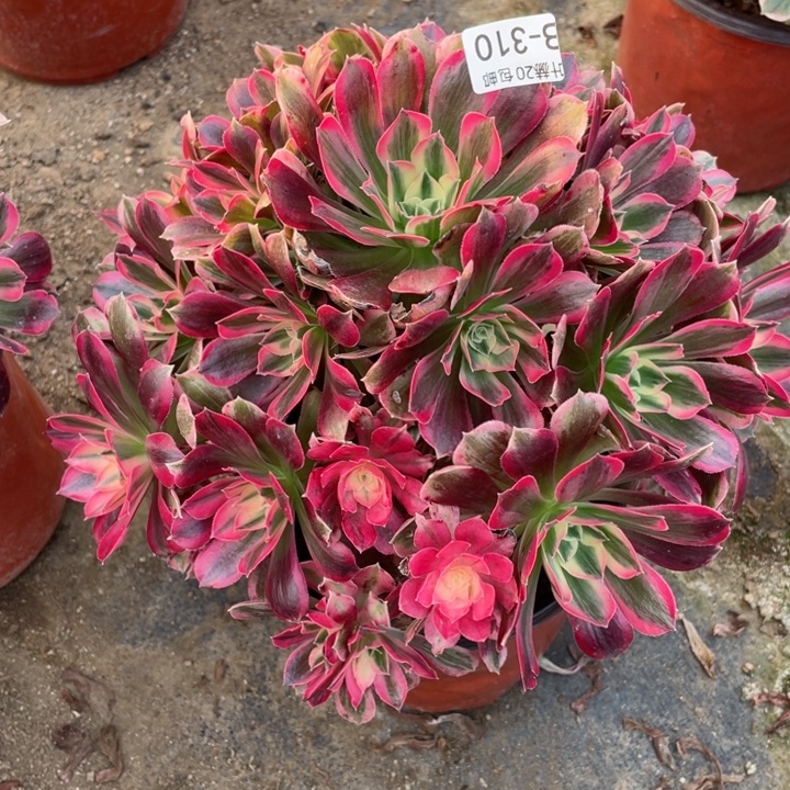 310男神多肉12345578多肉