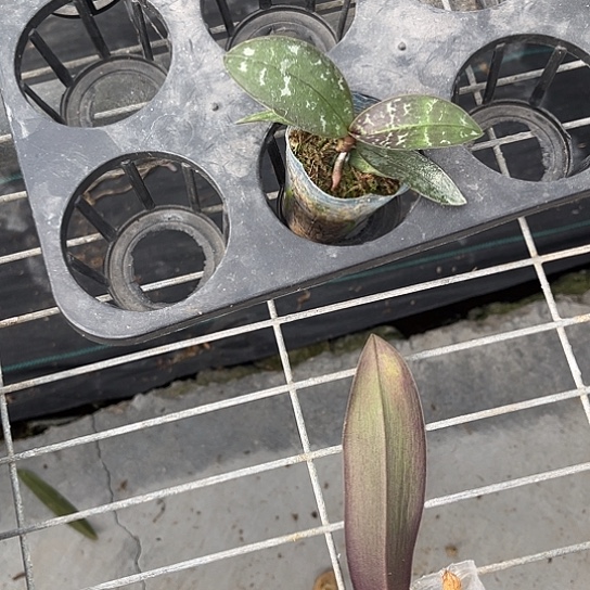 完全开放虎斑西1.7寸根少