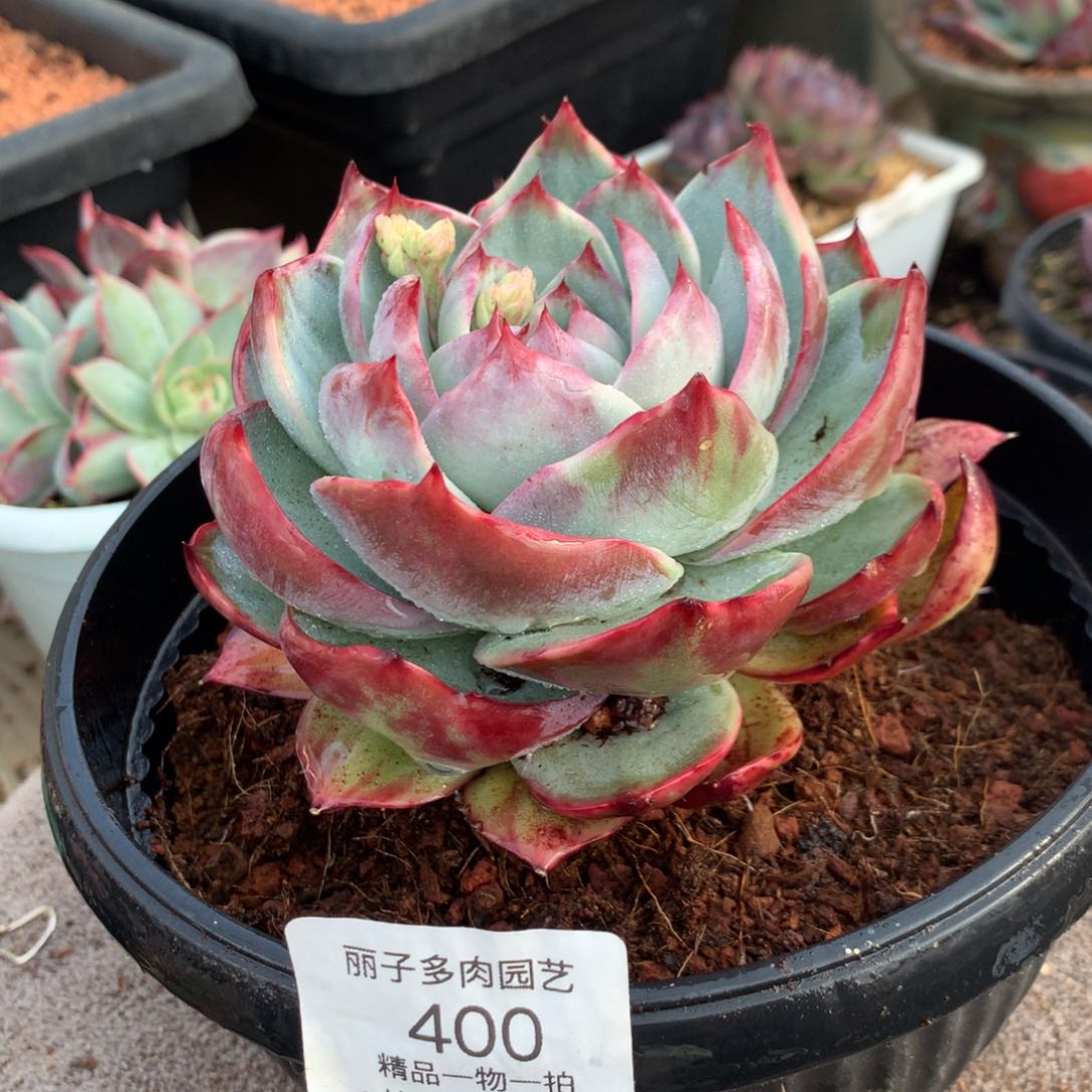 400惊鸿宽叶拉丝。尺寸10。多肉植物