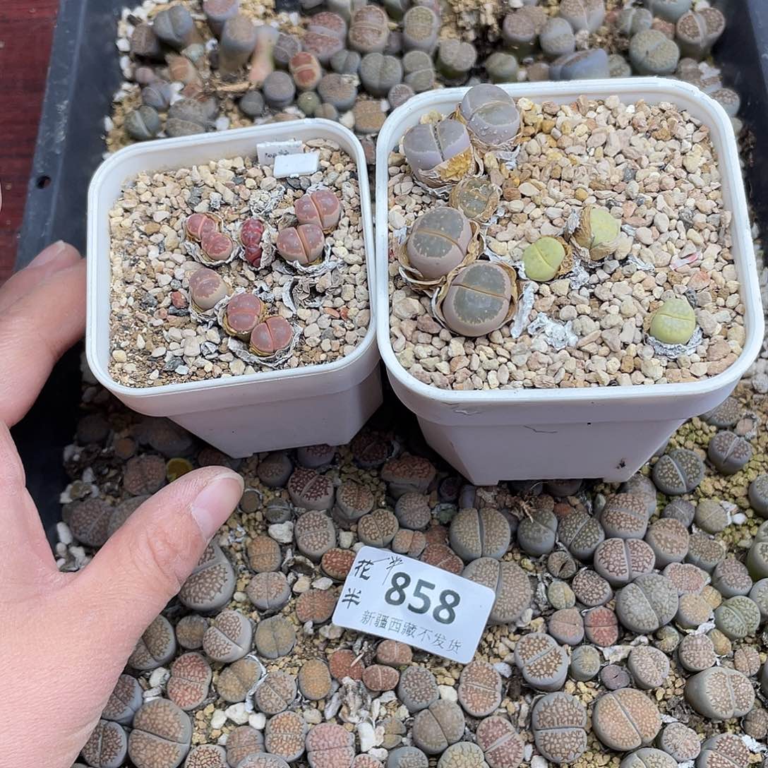 时***花858000000去啊花花花路啊花
