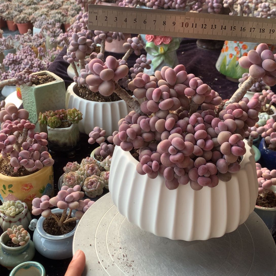 ?****106号不带盆偏远的不包邮的