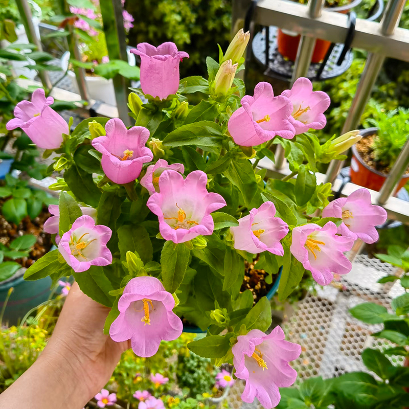 酒杯风铃盆栽(开花机器 耐热)阳台庭院开花植物
