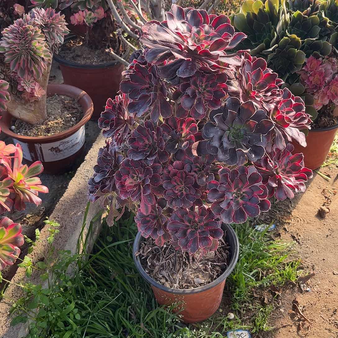 14丽娜法师多肉植物
