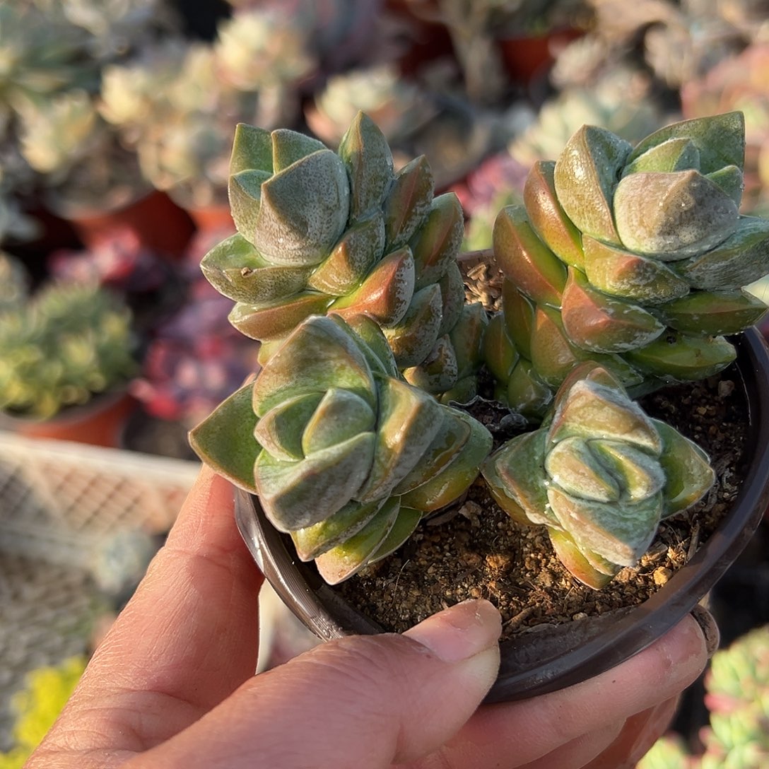 多肉植物姬之川群