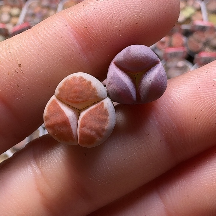 生石花111122。 219