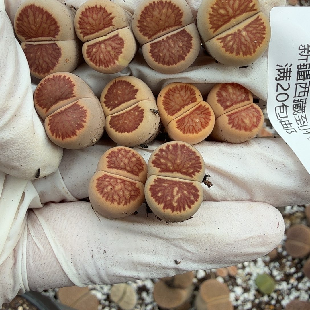 这个点睡起来都会梦202