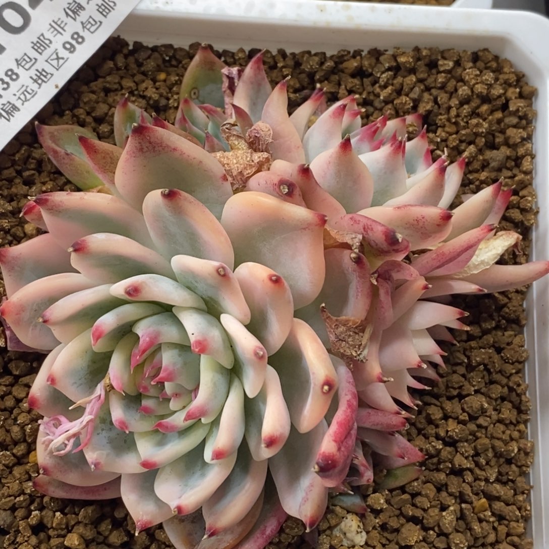 1042吉娃锦 小方花圃一物一拍