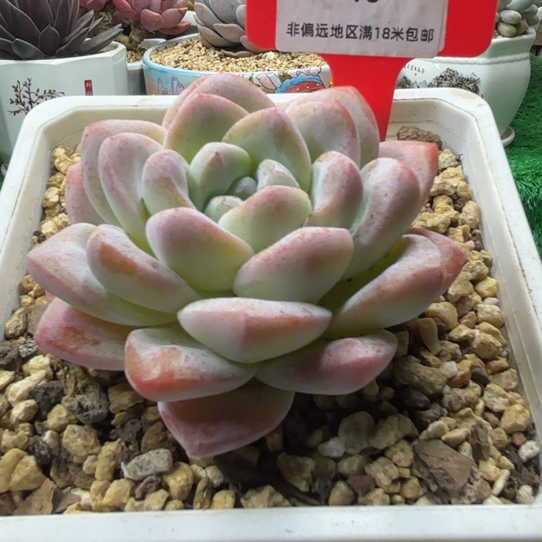 解忧多肉植物编号16