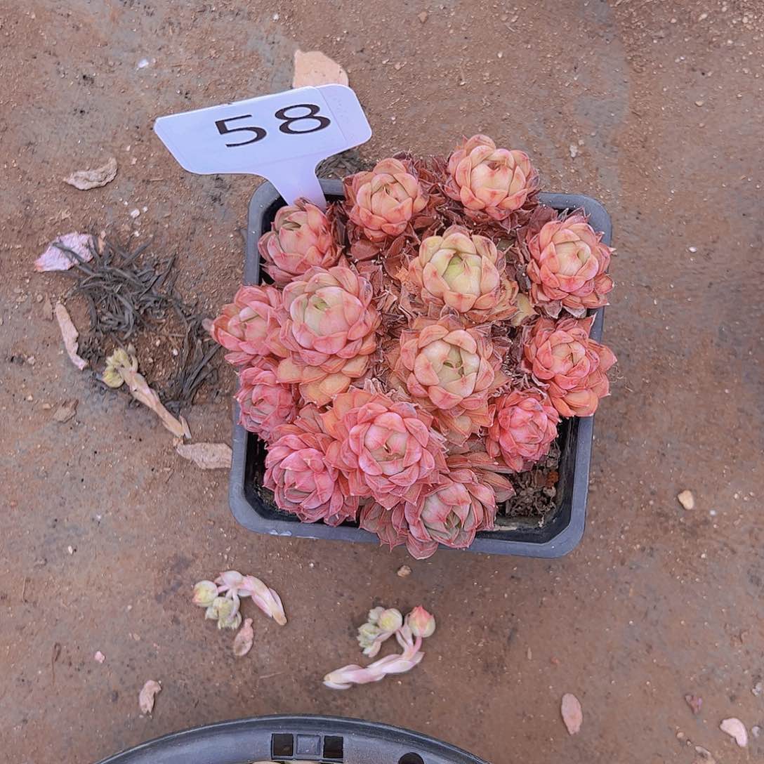 用****858夏梦30不售后