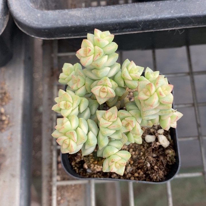 伯克利和他的朋友们在一起