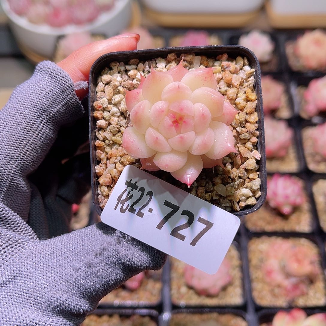 花22-727海王单头