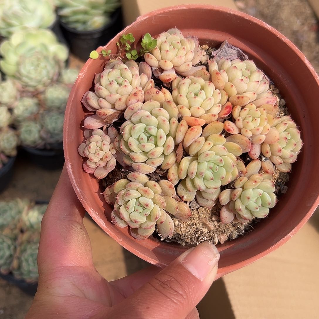 多肉植物白胖子群