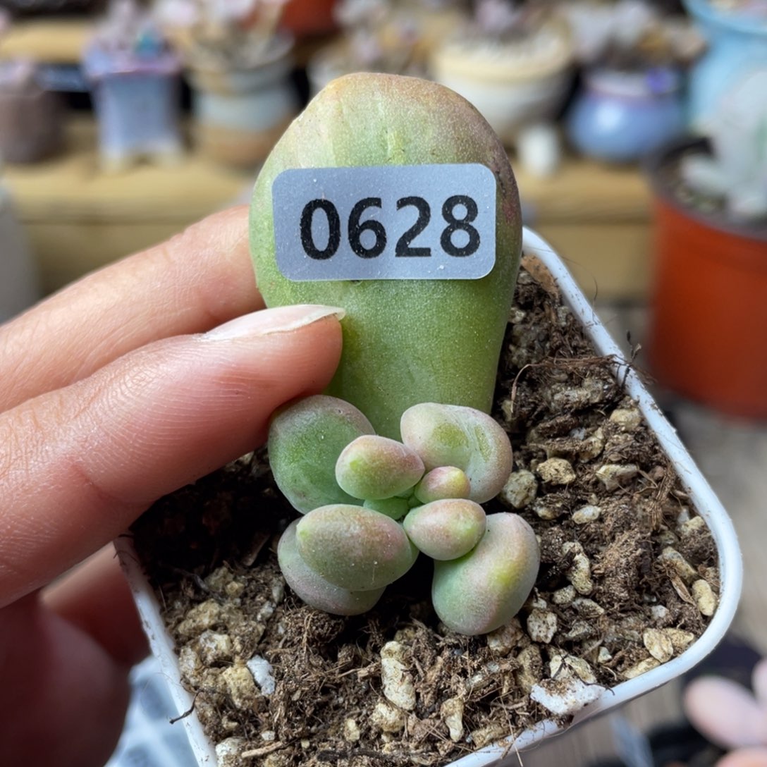 乌里韦亚多肉植物