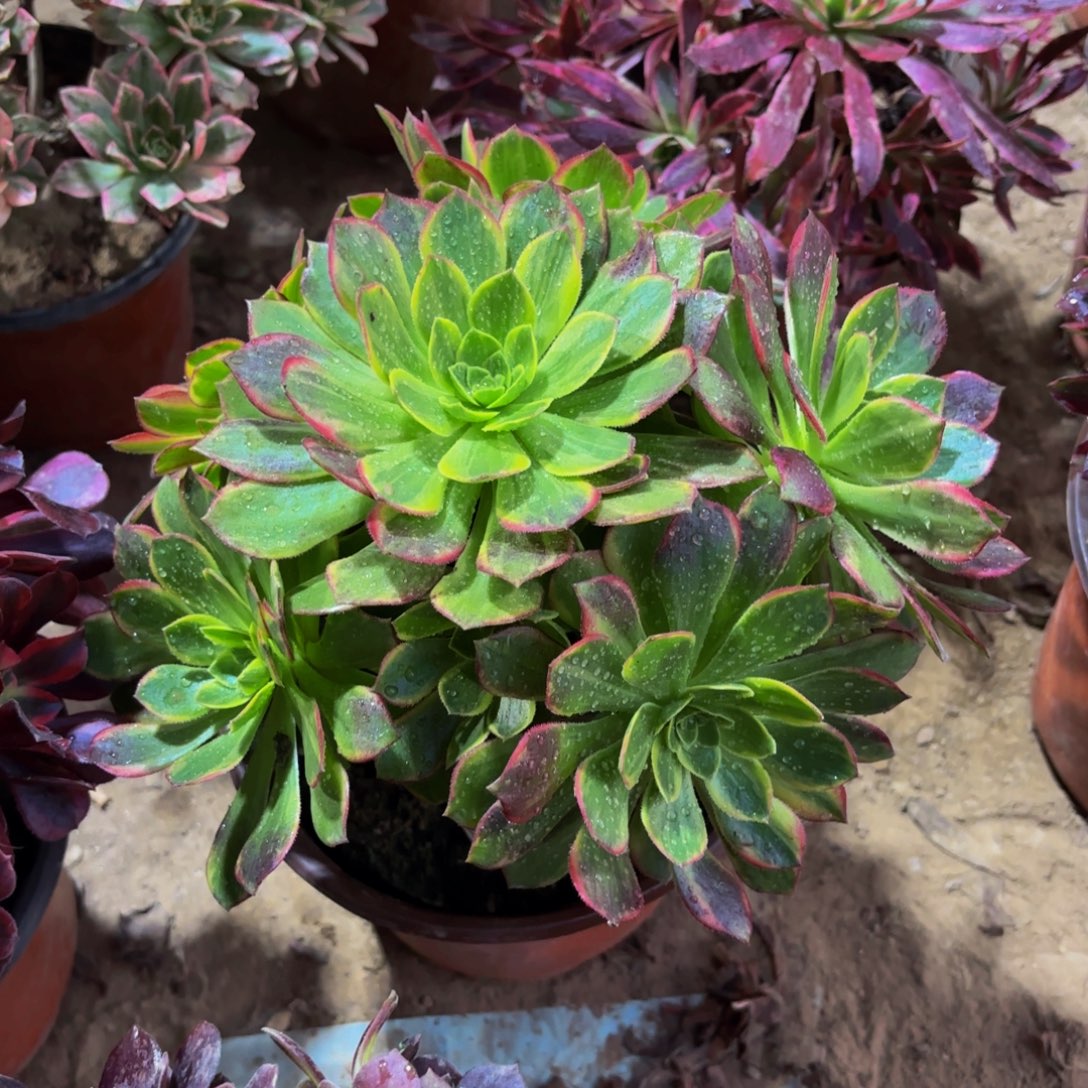 万花筒9.9法师木质