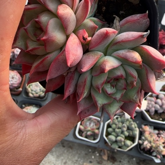 181宝莲灯多肉植物多