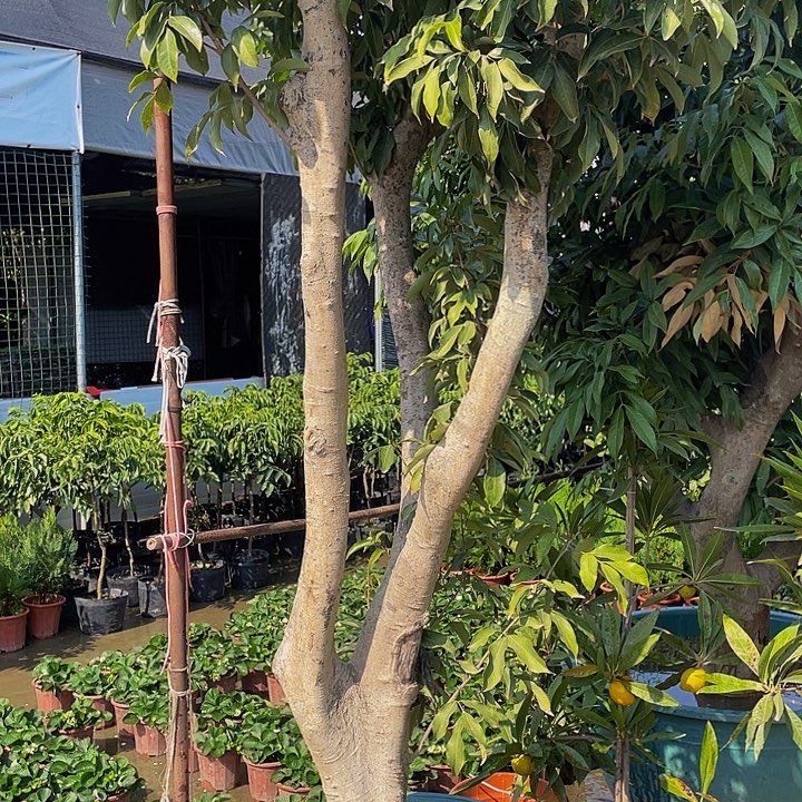 刘***新完全开放果树888888