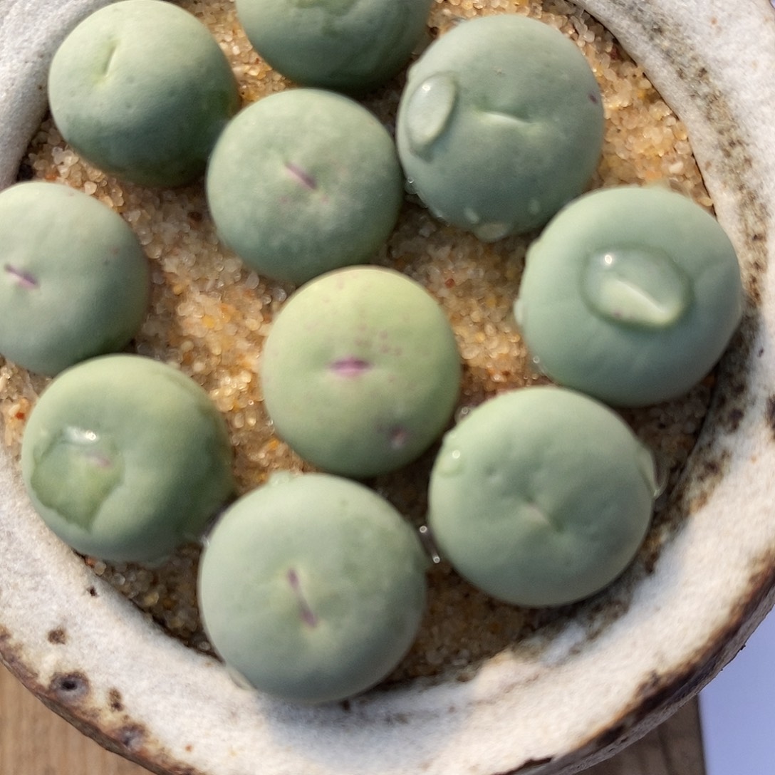 2595小红嘴一组。     