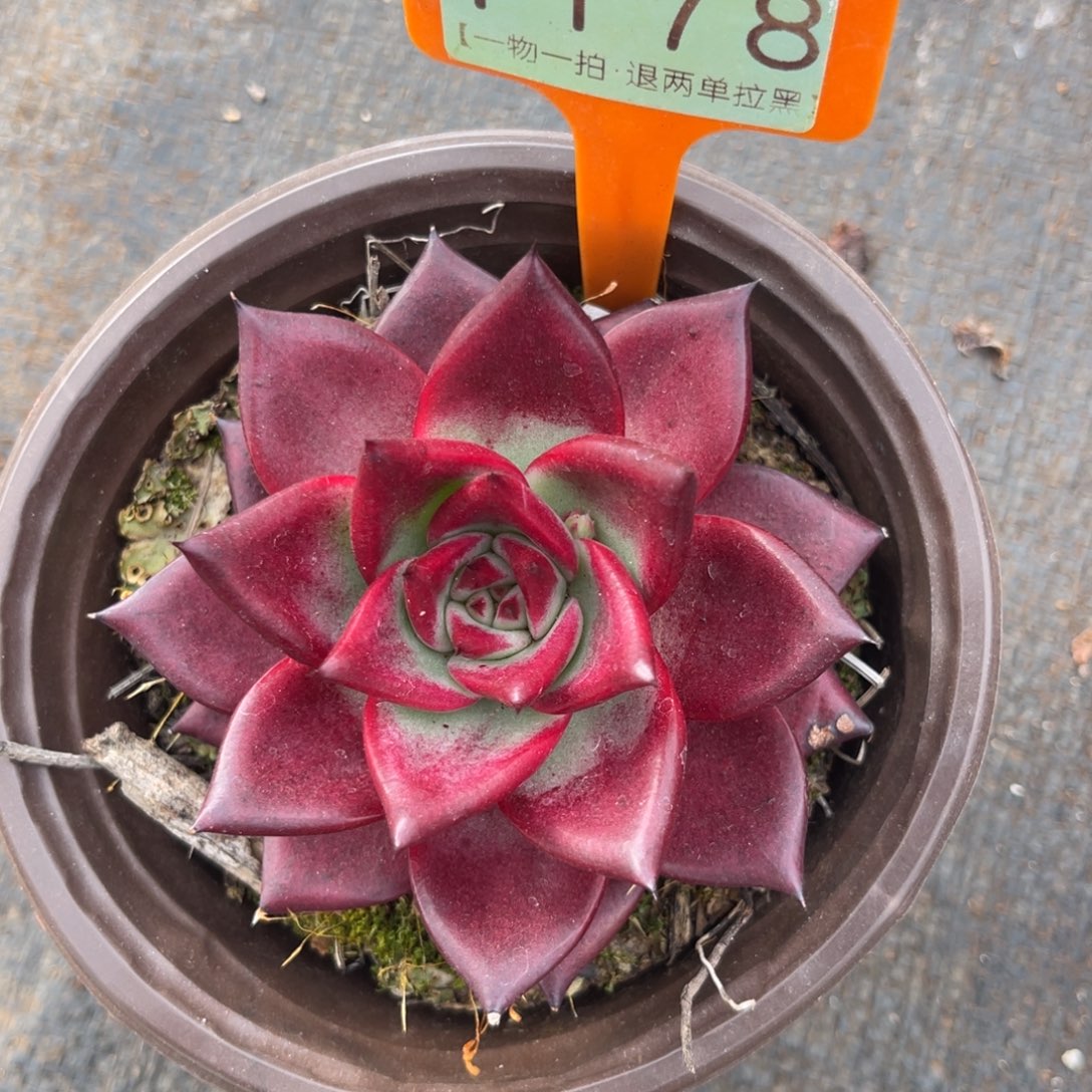 云尘多肉一物一拍1178